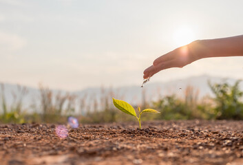 Wall Mural - Hand nurturing and watering young baby plants growing in germination sequence on fertile soil at sunset background