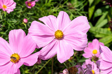 Cosmos Bipinnatus 'Sonata Pink' A Summer Flowering Plant With A Pink Summerime Flower, Stock Photo Image