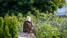 Beautiful Bald Eagle At A Conservancy In Southwestern Ontario
