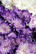 Beautiful Purple Mums And Flowers Arranged In A Bouquet Of Flowers In Full Bloom On A Sunny Summer Day.