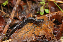A Dark Phase Of The Western Redback Salamander, Plethodon Vehiculum