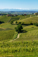 Wall Mural - Vineyards of Langhe, Piedmont, Italy near Alba at May