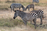 Fototapeta Konie - A harem of zebras photographed in Ngorongoro crater.