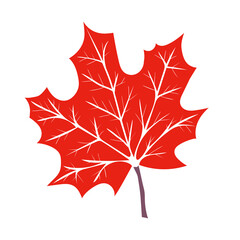 Wall Mural - Hand drawn Maple Leaf. Botanical drawing. Element for cards, posters, stickers and professional design. Vector illustration.