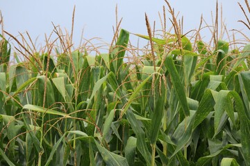 Poster - corn field in the wind