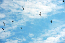 Swallows In The Blu Sky