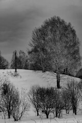 Wall Mural - trees in the snow