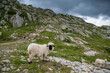 Valais Blacknose sheep in Aletsch Arena on a rainy summer day, Valais