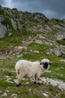 Valais Blacknose sheep in Aletsch Arena on a rainy summer day, Valais