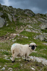 Wall Mural - Valais Blacknose sheep in Aletsch Arena on a rainy summer day, Valais