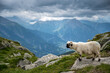 Valais Blacknose sheep in Valais on a rainy summer day