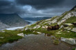 herd of sheep at Aletsch Glacier in Valais on a rainy summer day