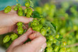 Human hands plucking fresh green hops from the vine