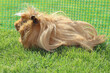 Long hair guinea pig in summer hutch on grass
