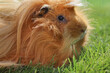 Guinea pig on grass, side portrait of ginger peruvian cavy breed