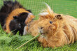 Guinea pigs eating grass outdoors
