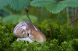 Edible mushroom Boletus edulis in spruce forest. Known as cep, penny bun, porcino or porcini. Wild bolete mushroom growing in the moss. Selective focus.