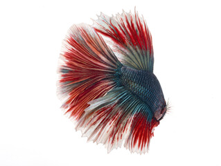 Wall Mural - halfmoon betta fish, siamese fighting fish, betta splendens
