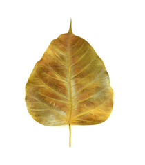 Wall Mural - Bodhi leaves isolated on white.