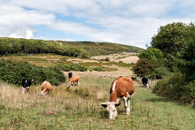 Cattle Grazing In The Field