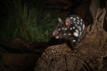 Wall Mural - Closeup of an eastern quoll on a log in the zoo