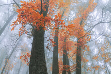 Tall Trees With Orange Leaves Growing In Autumn Forest