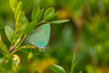 Callophrys Rubi Butterfly Poses On Flowers With Greenish Colors
