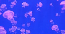 Many Small Pink Papuan Jellyfish (Mastigias Papua) Swimming In Blue Water. Slow Motion