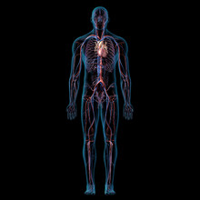 Circulatory System Full Body Anatomy Front View On Black Background