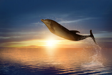 Poster - Beautiful bottlenose dolphin jumping out of sea at sunset