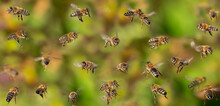 Unique Photo Of Bees In Flight - Bee Breeding (Apis Mellifera) Close Up