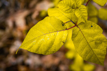 Gold-colored Poison Ivy Leaves On The Defocused Brown Ground With Autumn Leaves.