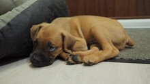 Tired German Boxer Puppy Falls Asleep Near Dog Bed, Tired Dog Sleeps