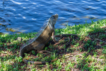 iguana on grass by water