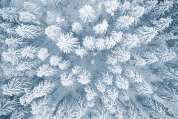 Poster - Drone view of snowy treetops