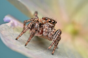 Sticker - Close-up of a beautiful spider, super macro image of a jumping spider (Salticidae) on a brine leaf, front view, beautiful big-eyed spider look