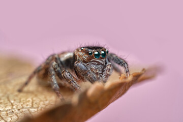 Canvas Print - Close-up of a beautiful spider, super macro image of a jumping spider (Salticidae) on a yellow autumn leaf, front view, beautiful big eyes spider look