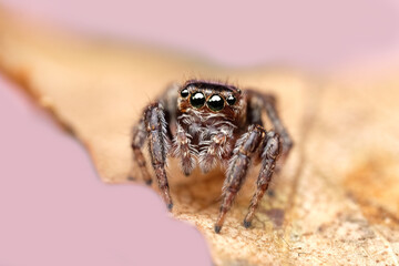 Canvas Print - Close-up of a beautiful spider, super macro image of a jumping spider (Salticidae) on a yellow autumn leaf, front view, beautiful big eyes spider look