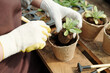 © pressmaster - Gloved gardener with handtool transplanting green seedlings of flowers in biodegradable pots with peat