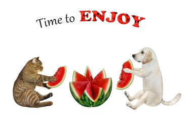 Canvas Print - A beige cat and a dog labrador are eating a watermelon, carved in the shape of a flower. Time to enjoy. White background. Isolated.