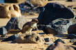 Selective focus shot of a small tamias in a rocky environment under sunlight