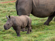 white rhino calf near it's mother