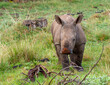 white rhino calf plays with red mud on snout