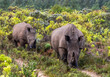 Mother white rhino leads Adolescent calf in thick bush