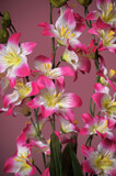 Fototapeta Kwiaty - pink with white flowers on a branch on a pink