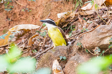 Brazilian Native Bird Bem Te Vi