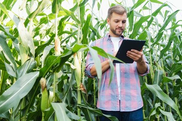 Agronomist holds tablet touch pad computer in the corn field and examining crops before harvesting. Agribusiness concept. Brazilian farm.