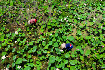 FARMERS CARE LOTUS ON FIELD