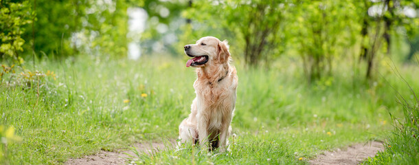 Wall Mural - Golden retriever dog outdoors in summer