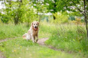 Wall Mural - Golden retriever dog outdoors in summer